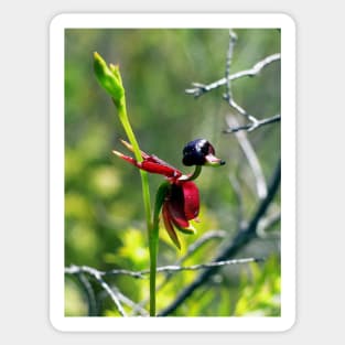 The Flying Duck Orchid Sticker